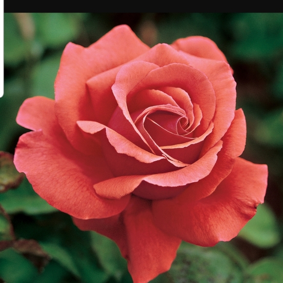 Meet your Posher, Monica - Picture 1 of 1